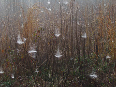 Spider Webs with Morning Mist