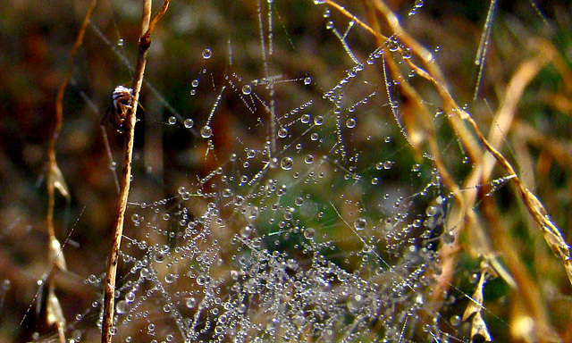Spider with Dewy Web