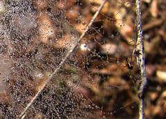Spider with Dewdrop Covered Web