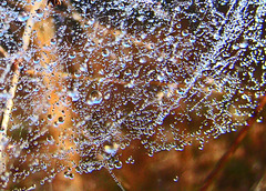 Dewdrops on a Spider Web