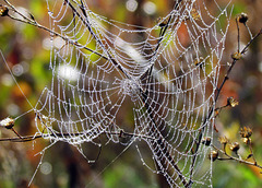 Spider Web with Morning Dew