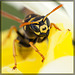 Wasp Portrait: Up Close & Personal