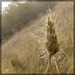 Dew-Coveed Web on Wild Grass