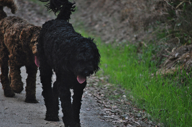 our doggies on the Rail Trail