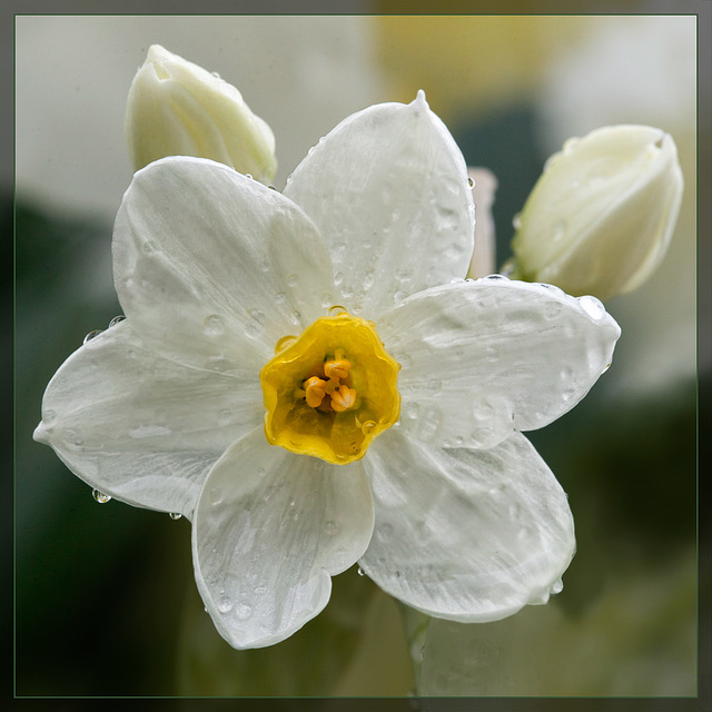 Jonquil Face After A Spring Shower [Flickr Explore]