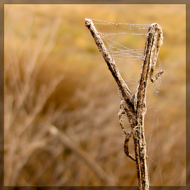 Dew-Covered Web: Peace Be With You