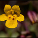 Chickweed Monkeyflower Blossom