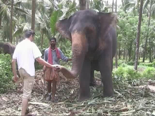 Ad shaking hands with elephant