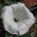 Moonflower with raindrops