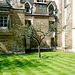 Cambridge: Newton's Apple Tree