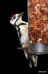 Greater spotted woodpecker on the feeder