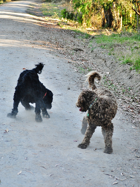 our doggies on the Rail Trail