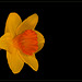 Ceylon Daffodil: The 21st Flower of Spring!