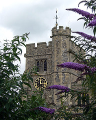 Church Tower with Buddleia