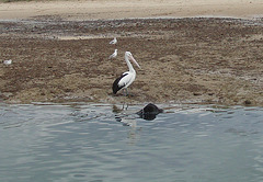 stingray & pelican