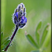 Lovely Miniature Lupine