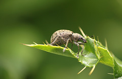 Weevil-ness