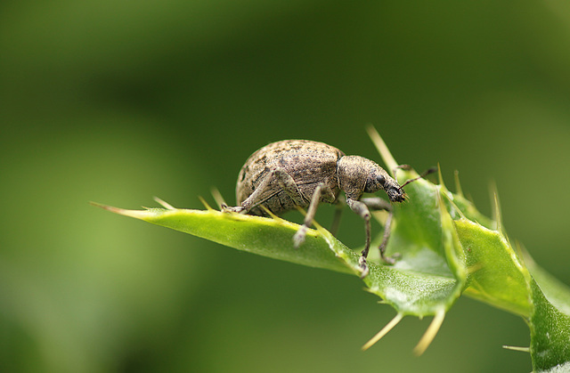 Weevil-ness
