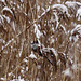 Long-tailed Tit in Reeds