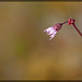 Smallflower Woodland Star: The 20th Flower of Spring!