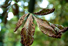 Bad times for horse chestnuts