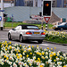 Spring: daffodils and cabriolets
