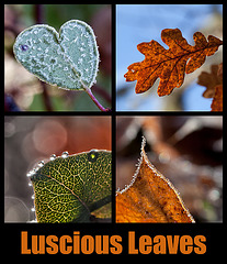 Luscious Leaves