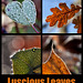Luscious Leaves