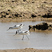 Syncronised Avocets