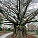 Big tree at the Green Alley Cemetery