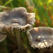 Worbly Fungi