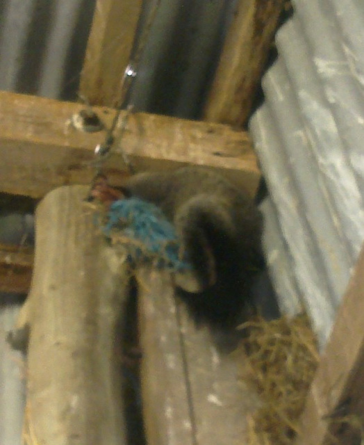 possum in our hayshed closeup