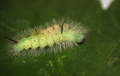 Pale Tussock Caterpillar