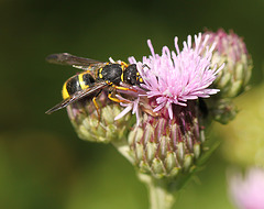 Wasp On Thistle
