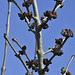 ash buds opening