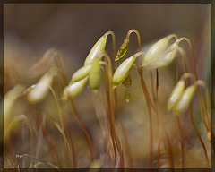 March of the Sporophytes