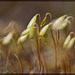 March of the Sporophytes