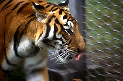 Captive Tiger