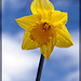 Droplet-Covered Yellow Daffodil: The 18th Flower of Spring!