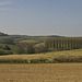 Dorset landscape