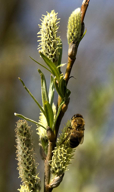 Bee feeding on willow flowers