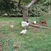 Light Sussex  and 3 chicks