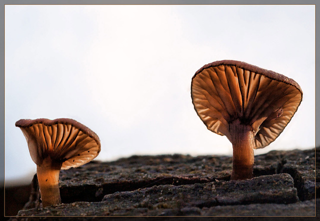 Glowing Mushroom Pair