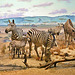 Zebras and Wildebeest Diorama – Carnegie Museum of Natural History, Pittsburgh, Pennsylvania