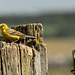 Yellow Wagtail @ Elmley