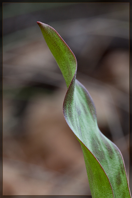 Henderson's Fawn Lily Leaf
