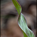 Henderson's Fawn Lily Leaf