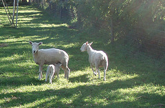 sheep paddock