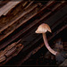 Tiny Mushroom Against Rotting Log