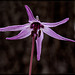 Henderson's Fawn Lily in Full Bloom